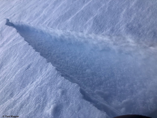 Triebschnee auf Wildschnee lässt sich kurzfristig sehr leicht stören. Glocknergruppe (Foto: 29.01.2023)