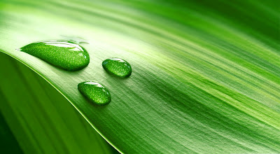 raindrops,green leaves,nature