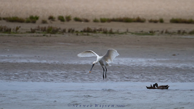 Lepelaar - Spoonbill - Platalea leucorodia