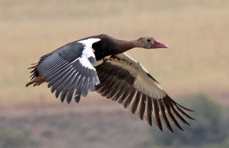 Super-winged goose