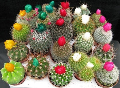 Cactus cupcakes flower