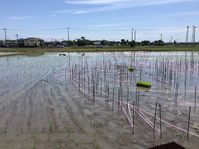 こしがや田んぼアート2015食戟のソーマ（田植え前）