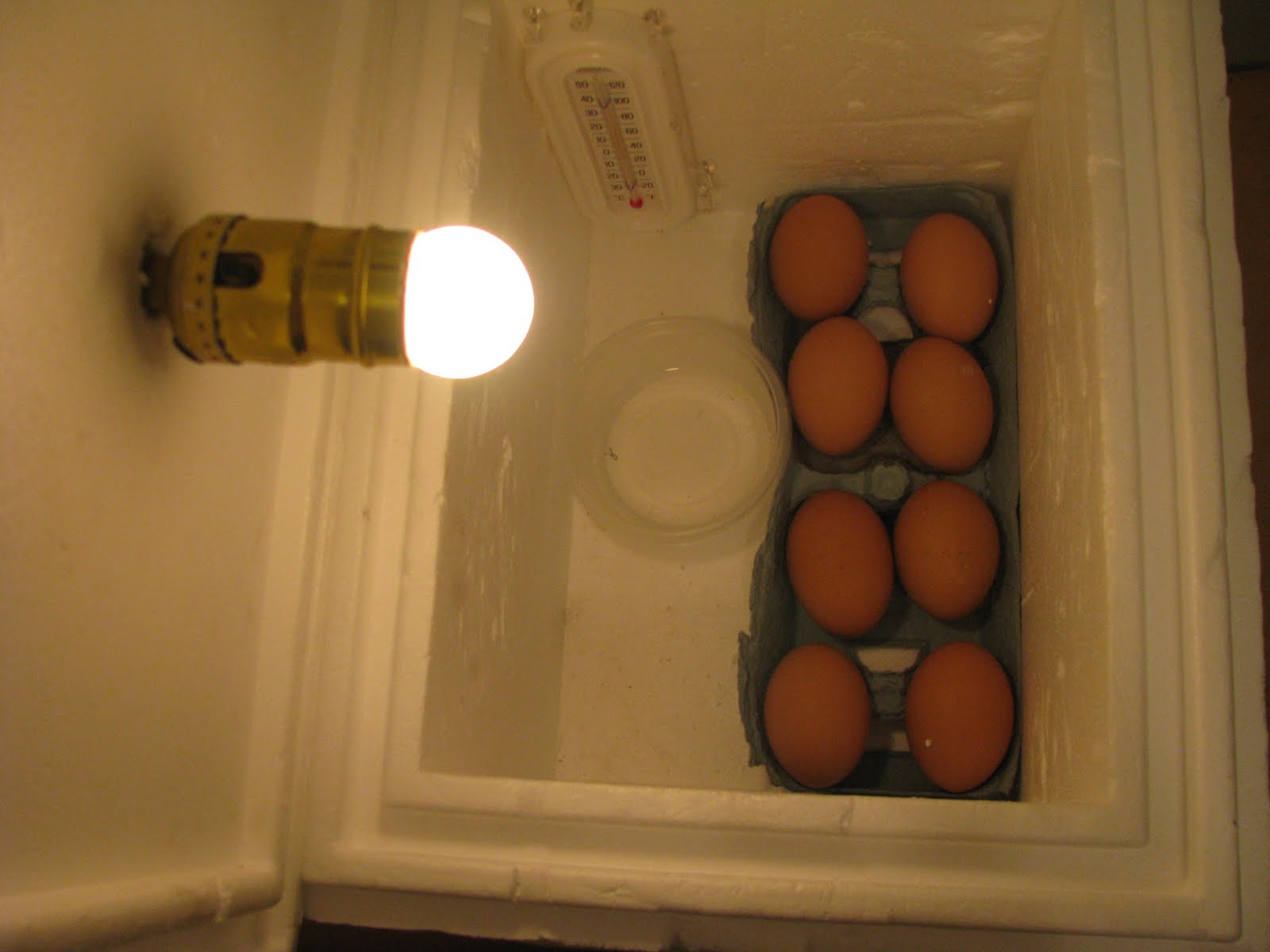 Making A Homemade Egg Incubator | Parsnips and Parsimony