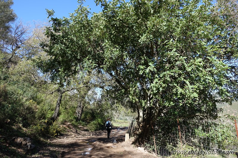 Estación de Cortes - Cañón de las Buitreras - Estación de Gaucín