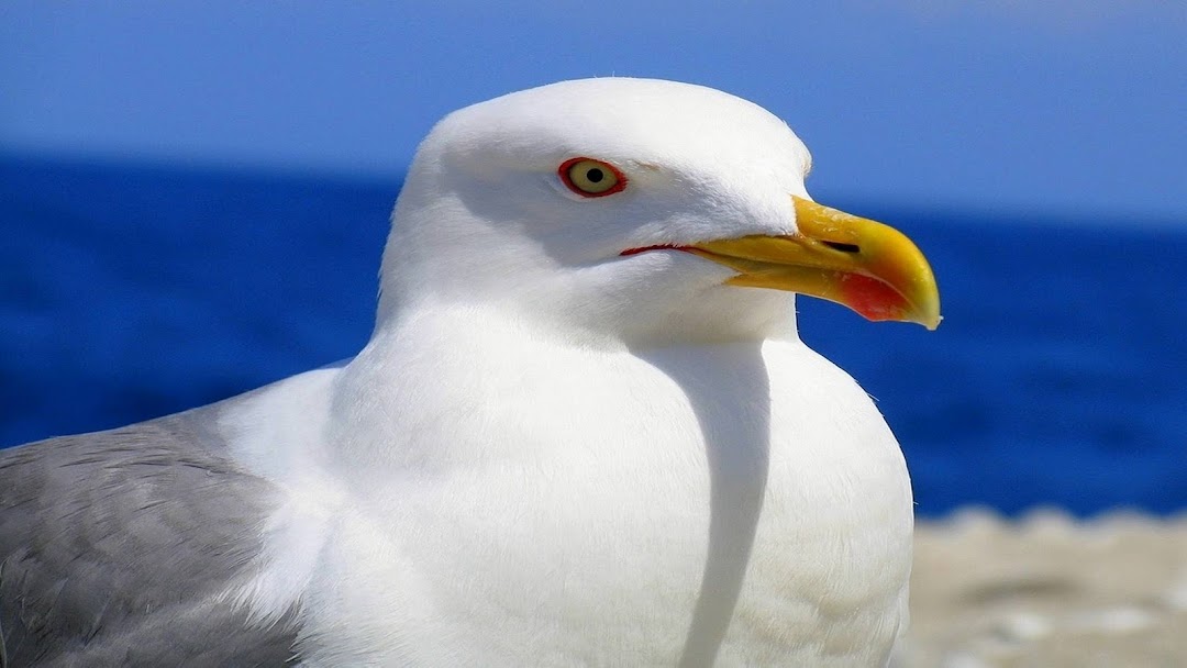 White Seagull hd wallpaper