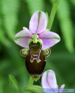 Ophrys bécasse - Ophrys oiseau - Ophrys scolopax