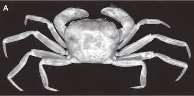 http://sciencythoughts.blogspot.co.uk/2012/09/two-new-species-of-cave-crab-from.html