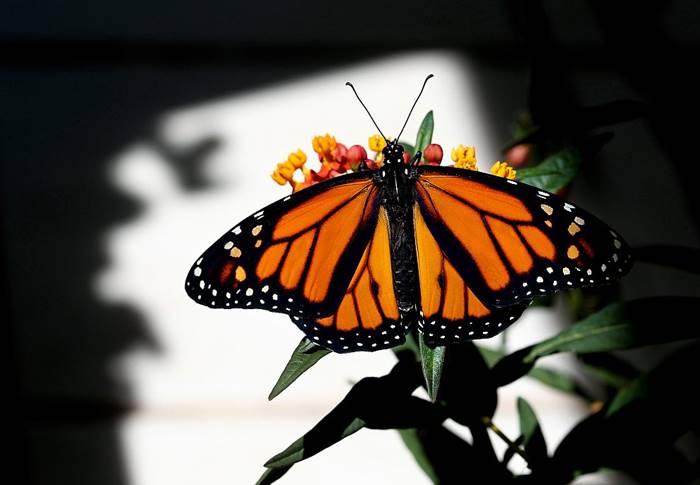 Photographer Greg Lovett captures the amazing story of the birth of a monarch butterfly.
