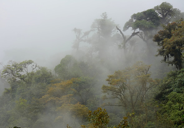 Cloud forest in Ecuador