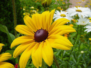 yellow beauty