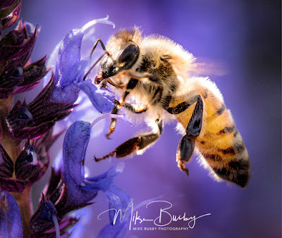 Light and the Bakyard by Mike Busby's School of Photography