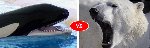 Killer whale vs Polar bear