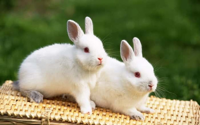 pet rabbit breeds