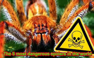 The 5 most dangerous spiders in the world