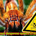  Collection The 5 most dangerous spiders in the world