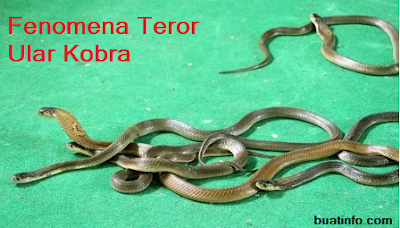 Buat Info - Fenomena Teror Ular Kobra, Penyebab dan Pencegahannya