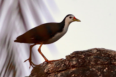 White-breasted Waterhen