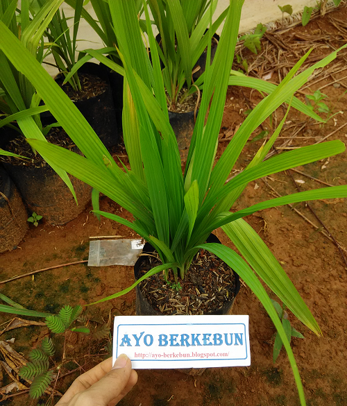 Jual bibit bawang dayak murah - Ayo-Berkebun