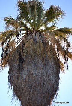 Palm Tree