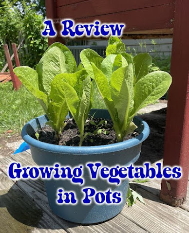 vegetables growing in pots