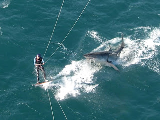 Kitesurf deportes de agua peligroso tiburon