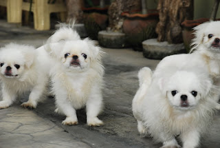 Pekingese Puppy Picture