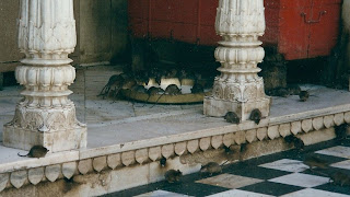 rat temple