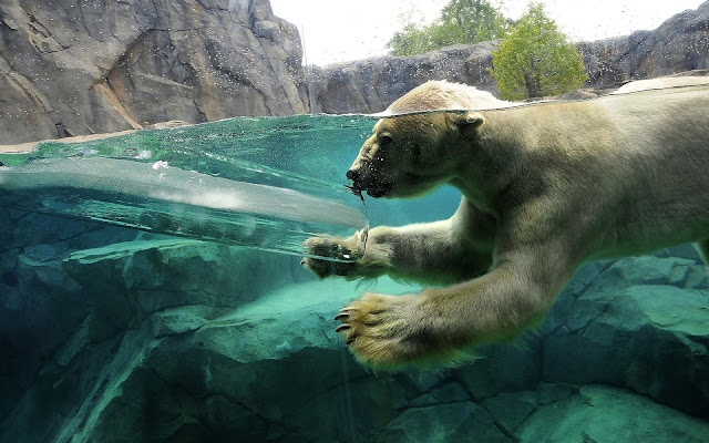 1600x1000, Polar-Bear, Bear-in-Ice-Block, Animal Wallpapers, Animal-Wallpapers, HD Wallpapers, HD-Animal-Wallpapers, Animal-Desktop-Wallpapers, Underwater Animals, Underwater-Bear, 