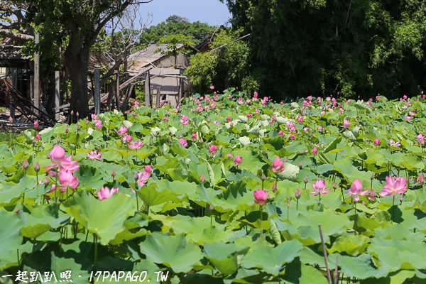 《台中．清水》中央路新興宮荷花池|美麗與廢墟的對比|白鷺鷥的故鄉