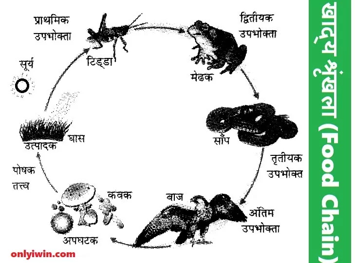 environmental-studies-food-chain