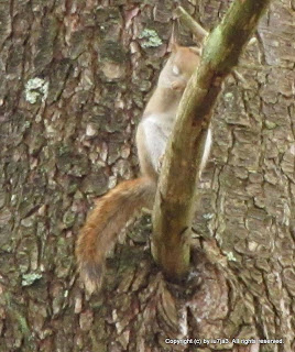 American Red Squirrel