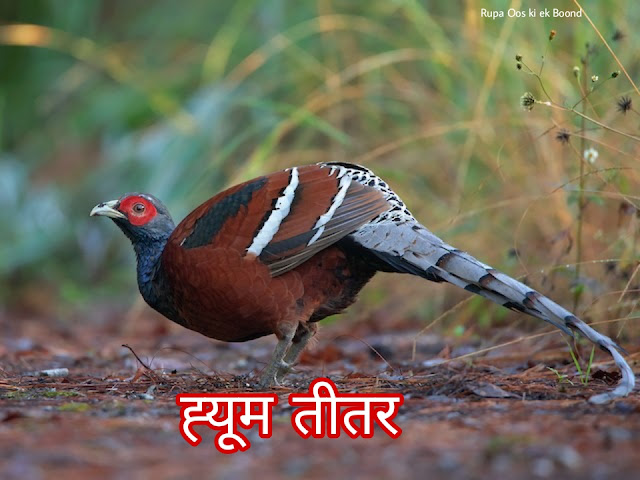 मणिपुर और मिज़ोरम का राज्य पक्षी  (State Bird of Manipur & Mizoram)