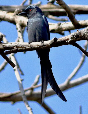 "Ashy Drongo - Dicrurus leucophaeus, winter visitor scanning for bees and other insects."