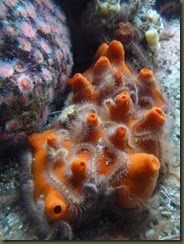 P1050934