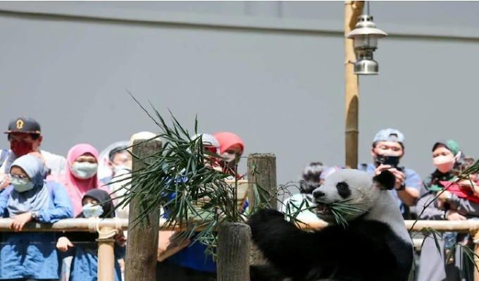 Anak Ketiga Panda Masih Belum Ada Nama