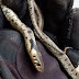  Κοζάνη: Βρήκαν ένα φίδι πίσω από τον καναπέ τους