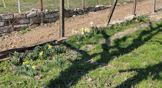 Bulbs have come up along the fence