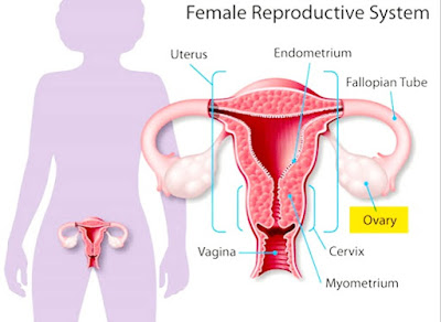 Can pregnancy occur with polycystic (pcos) ovary هل يحدث حمل مع تكيس المبايض    مكان أو موقع المبايض بالتحديد