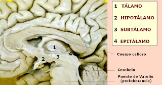 Partes del diencéfalo