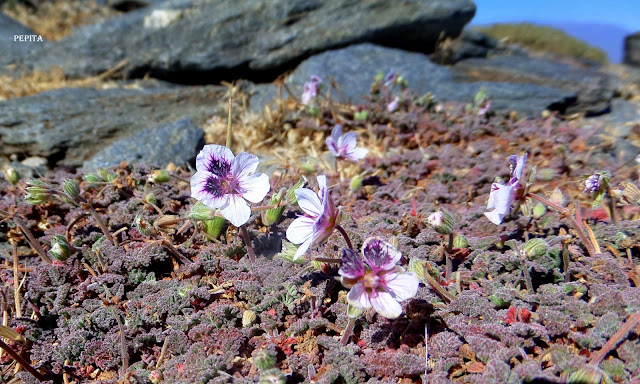 Erodium cheilanthifolium. Sierra Nevada