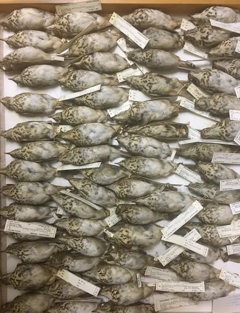 Zorzales disecados