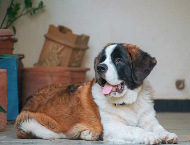 Large Breed Dog