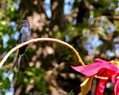 "Ashy Drongo, winter visitor,sitting on a branch."