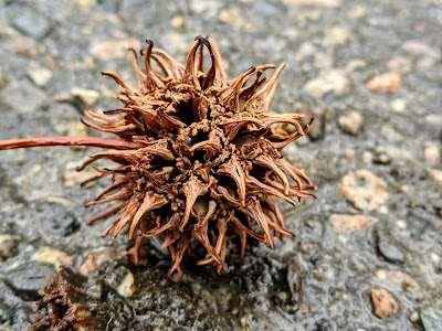 A spikey husk for a tree seed that resembles what the COVID virus looks like