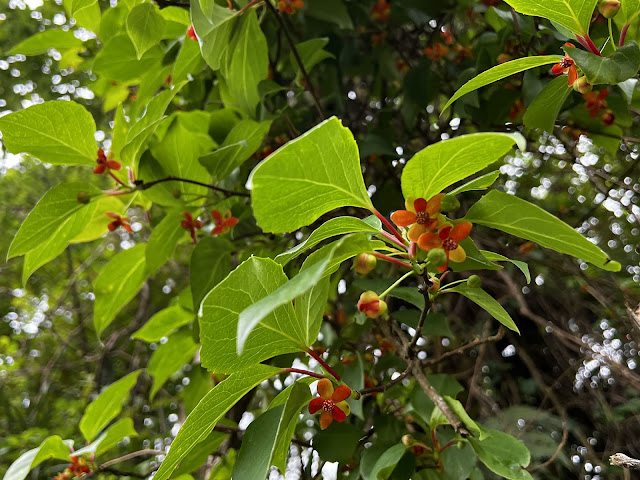 ✜ 賽德克的水果植物 阿里山北五味子