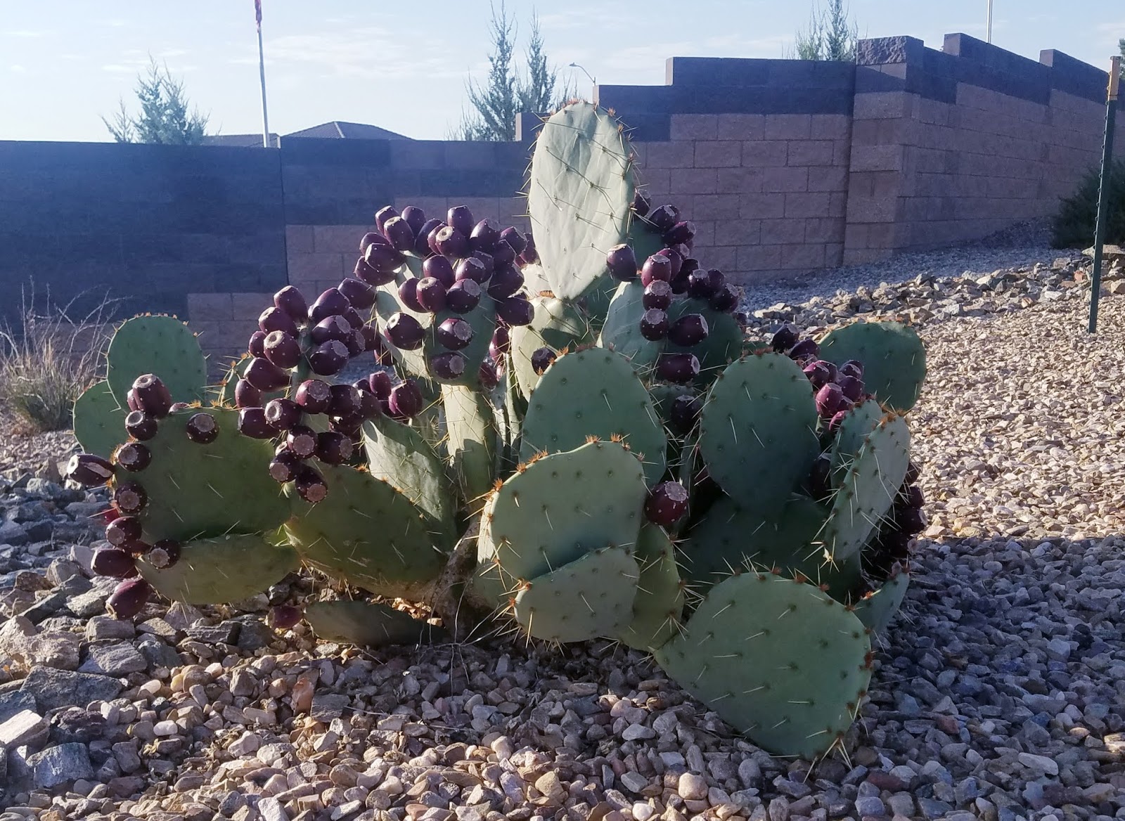 Mom Knows Best How To Harvest And Prepare Prickly Pear Fruit