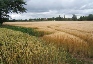 ¿Cómo reconocer los campos de cereales? (Desde lejos)