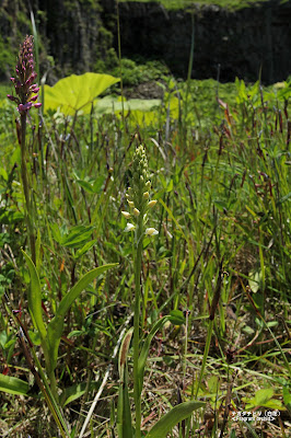 テガタチドリ（白花） ≪Fragrant orchid≫