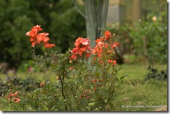 20091123_Kerala-2009_0577