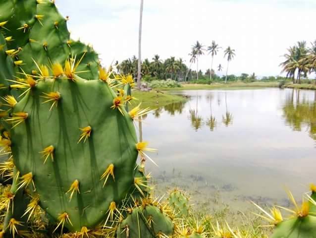 tanjung buku mapilli polman